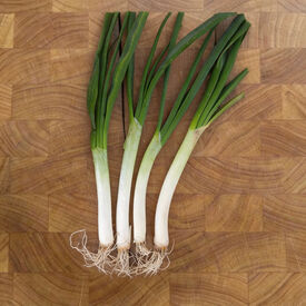 Tokyo Long Bunching, Onion Seeds